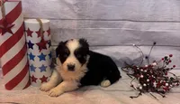 Marco, a male Australian Shepherd for sale in Rustburg, VA – Photo 5 of 7