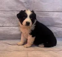 Marco, a male Australian Shepherd for sale in Rustburg, VA – Photo 4 of 7