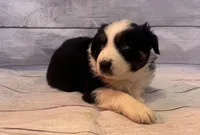 Marco, a male Australian Shepherd for sale in Rustburg, VA – Photo 2 of 7