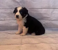 Marco, a male Australian Shepherd for sale in Rustburg, VA – Photo 7 of 7