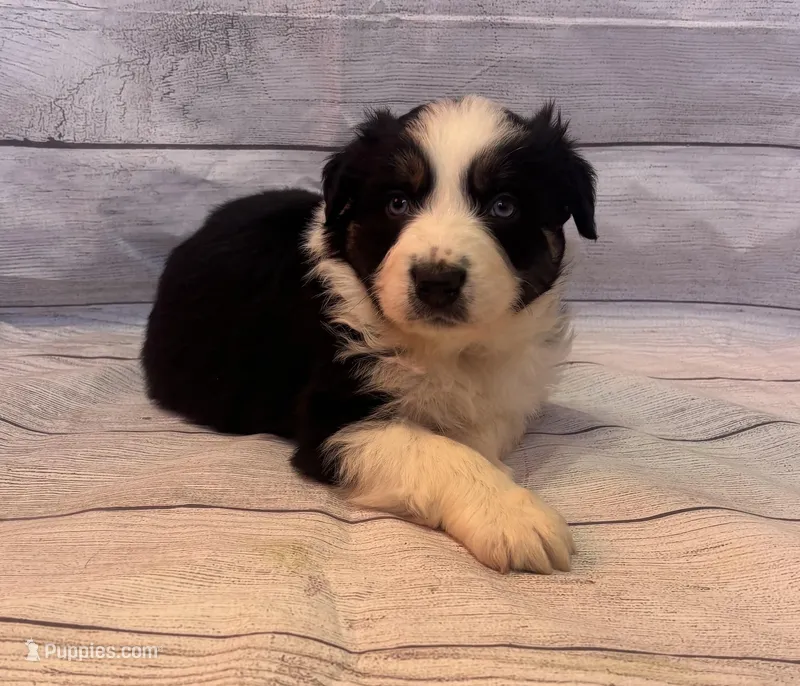 Marco, a male Australian Shepherd for sale in Rustburg, VA – Photo 1 of 7