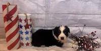 Marco, a male Australian Shepherd for sale in Rustburg, VA – Photo 6 of 7