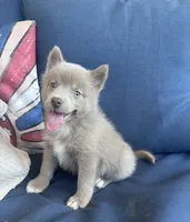 Blu, a male Pomsky for sale in Rustburg, VA – 5 of 9