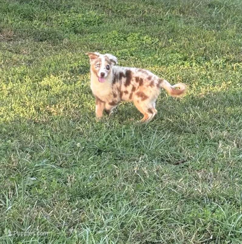Sadie – Australian Shepherd puppy for sale in Rustburg, VA