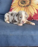 Sadie, a female Australian Shepherd for sale in Rustburg, VA – 1 of 3