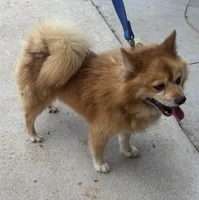 Sebastian , a male Pomsky for sale in Rustburg, VA – 3 of 3