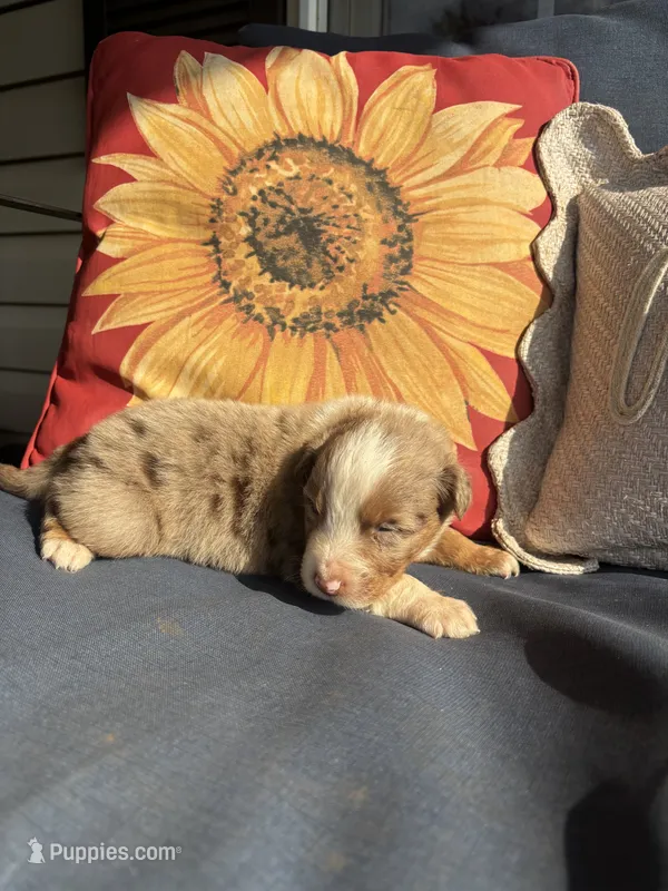 Leo – Australian Shepherd puppy for sale in Rustburg, VA