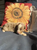 Leo, a male Australian Shepherd for sale in Rustburg, VA – 1 of 3