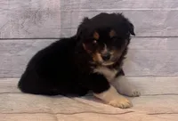 Sam, a male Australian Shepherd for sale in Rustburg, VA – Photo 2 of 7