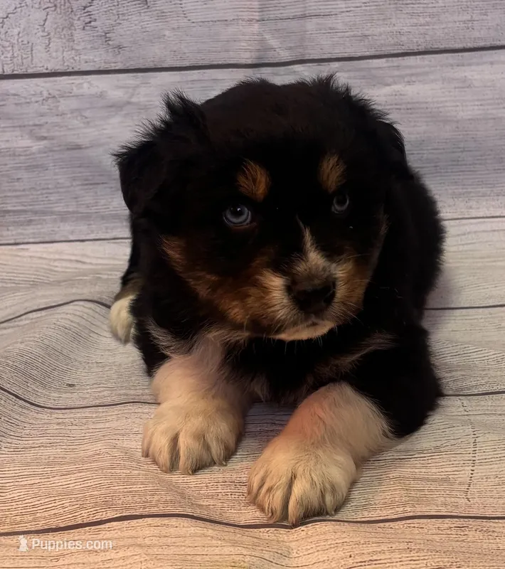 Sam, a male Australian Shepherd for sale in Rustburg, VA – Photo 1 of 7