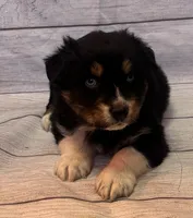 Sam, a male Australian Shepherd for sale in Rustburg, VA – Photo 1 of 7