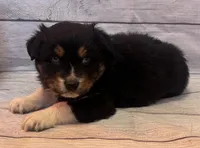 Sam, a male Australian Shepherd for sale in Rustburg, VA – Photo 4 of 7
