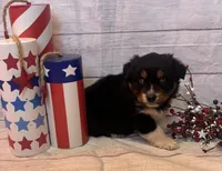 Sam, a male Australian Shepherd for sale in Rustburg, VA – Photo 7 of 7