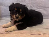 Sam, a male Australian Shepherd for sale in Rustburg, VA – Photo 5 of 7