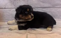 Sam, a male Australian Shepherd for sale in Rustburg, VA – Photo 3 of 7