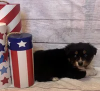 Sam, a male Australian Shepherd for sale in Rustburg, VA – Photo 6 of 7