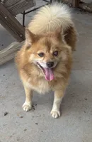 Sebastian , a male Pomsky for sale in Rustburg, VA – 1 of 3