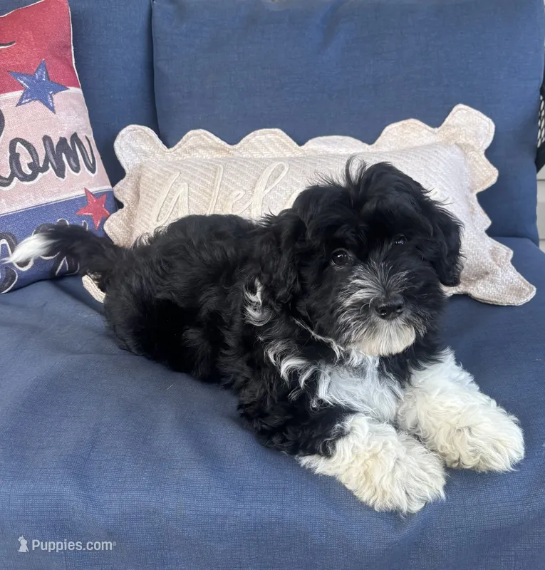 Remi – Havanese puppy for sale in Rustburg, VA