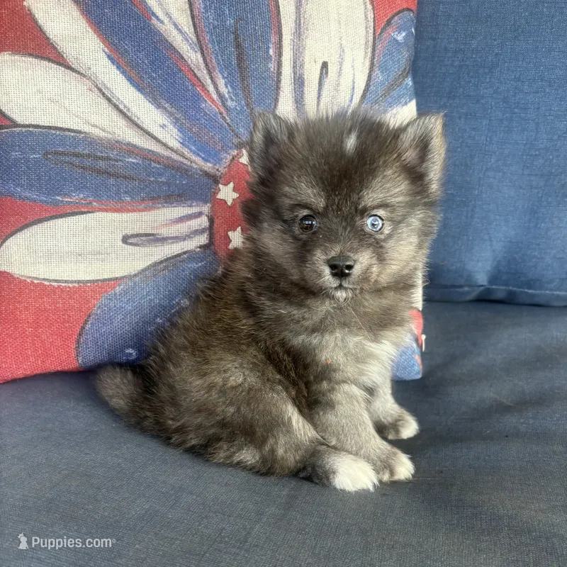 Rocko – Pomsky puppy for sale in Rustburg, VA