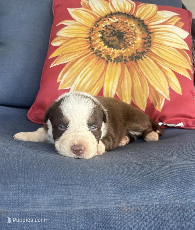 Rudy, a male Australian Shepherd for sale in Rustburg, VA – 1 of 4