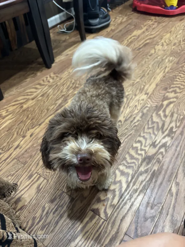 Charlie – Havanese puppy for sale in Rustburg, VA