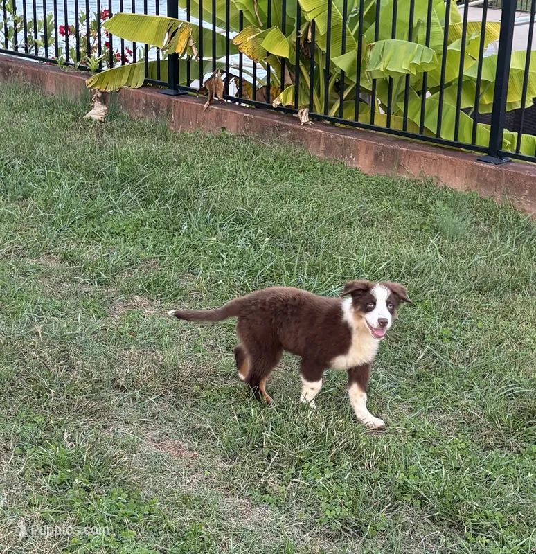 Diesel – Australian Shepherd puppy for sale in Rustburg, VA