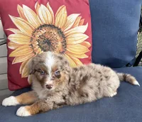 Roman, a male Australian Shepherd for sale in Rustburg, VA – 3 of 5