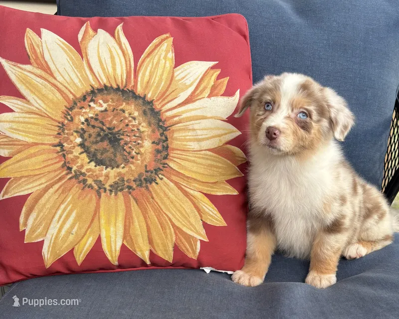 Sadie – Australian Shepherd puppy for sale in Rustburg, VA