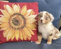 Sadie, a female Australian Shepherd for sale in Rustburg, VA – 1 of 5