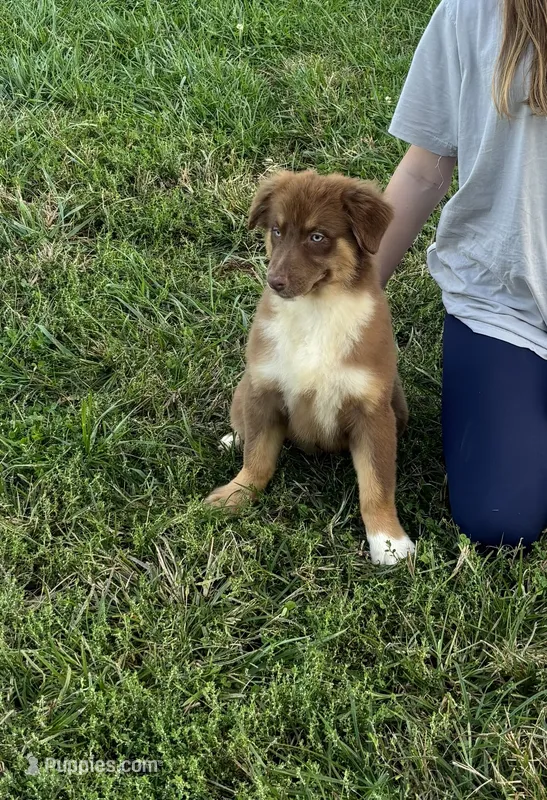 Matilda – Australian Shepherd puppy for sale in Rustburg, VA