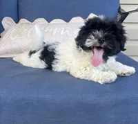 Rita, a female Havanese for sale in Rustburg, VA – 2 of 4