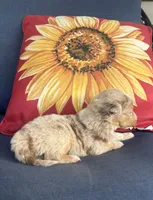Rusty, a male Australian Shepherd for sale in Rustburg, VA – 2 of 3