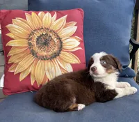 Diesel, a male Australian Shepherd for sale in Rustburg, VA – 4 of 4