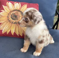 Sadie, a female Australian Shepherd for sale in Rustburg, VA – 2 of 5