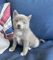 Blu, a male Pomsky for sale in Rustburg, VA – 3 of 9