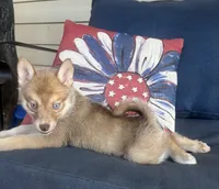 Sidney, a female Pomsky for sale in Rustburg, VA – 5 of 8