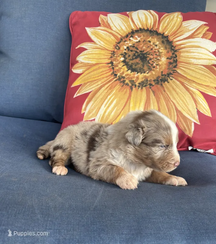 Roman – Australian Shepherd puppy for sale in Rustburg, VA