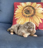 Roman, a male Australian Shepherd for sale in Rustburg, VA – 1 of 4