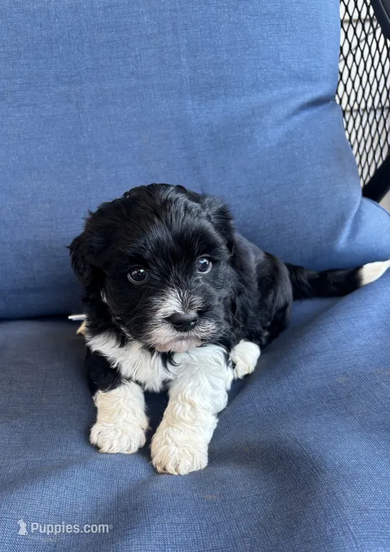 Remi, a male Havanese for sale in Rustburg, VA – 1 of 2