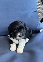 Remi, a male Havanese for sale in Rustburg, VA – 1 of 2