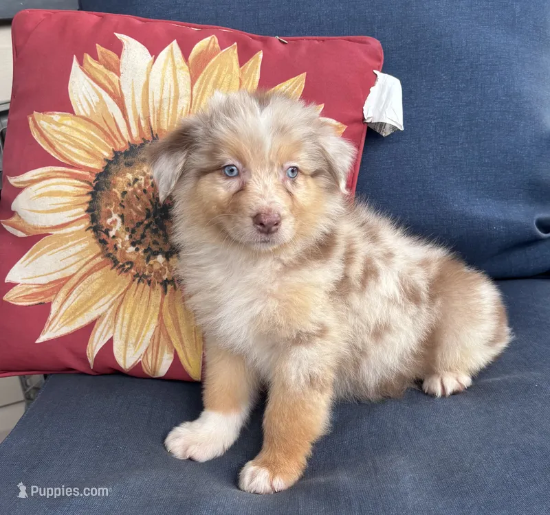 Rusty – Australian Shepherd puppy for sale in Rustburg, VA
