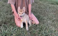 Sidney, a female Pomsky for sale in Rustburg, VA – 5 of 6