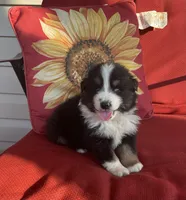 Ben, a male Australian Shepherd for sale in Rustburg, VA – Photo 5 of 6