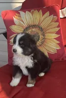 Ben, a male Australian Shepherd for sale in Rustburg, VA – Photo 3 of 6