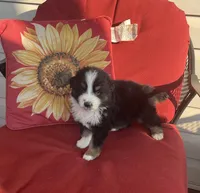 Ben, a male Australian Shepherd for sale in Rustburg, VA – Photo 1 of 6