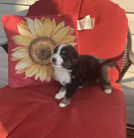 Ben, a male Australian Shepherd for sale in Rustburg, VA – Photo 2 of 6