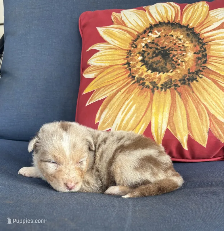 Cooper – Australian Shepherd puppy for sale in Rustburg, VA