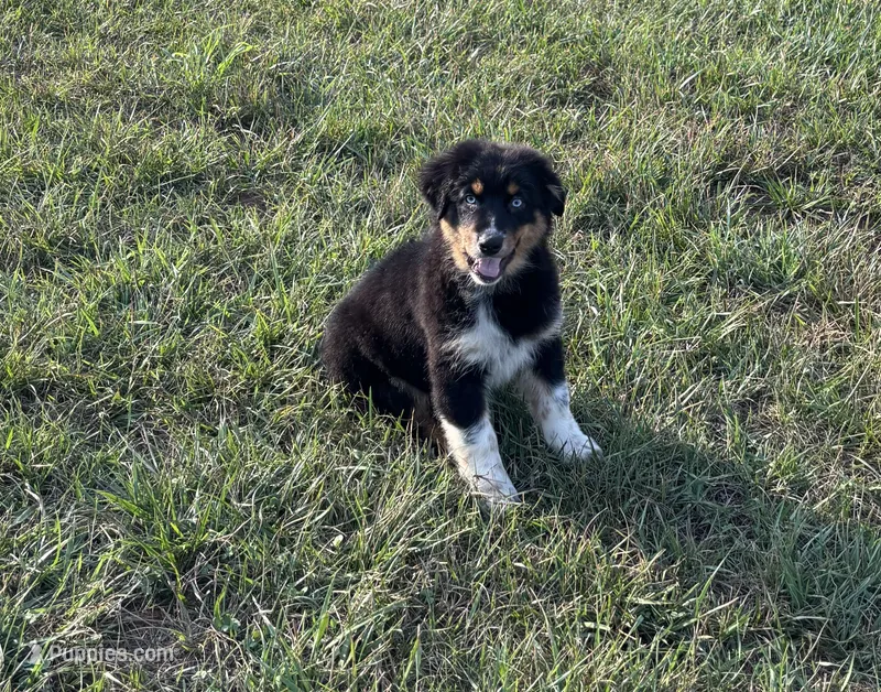 Sam – Australian Shepherd puppy for sale in Rustburg, VA