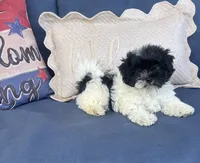 Rita, a female Havanese for sale in Rustburg, VA – 1 of 4