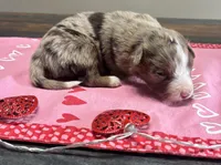Mickey, a male Australian Shepherd for sale in Rustburg, VA – Photo 1 of 7